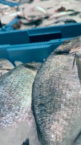 fresh fish and seafood at a market