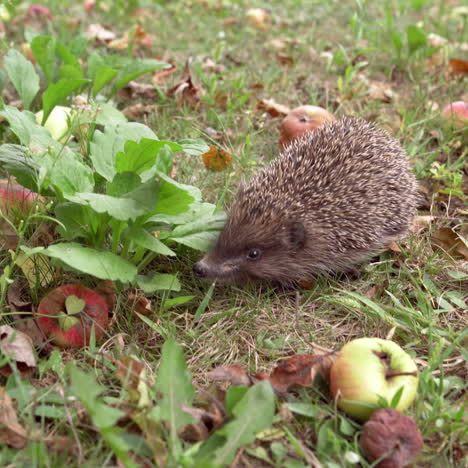 little gray hedgehog in the garden among organic apples. spiky animal is looking for food sniffs on the green grass at daytime.