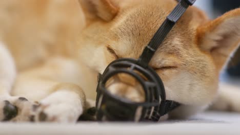 close-up view of shiva inu sleeping