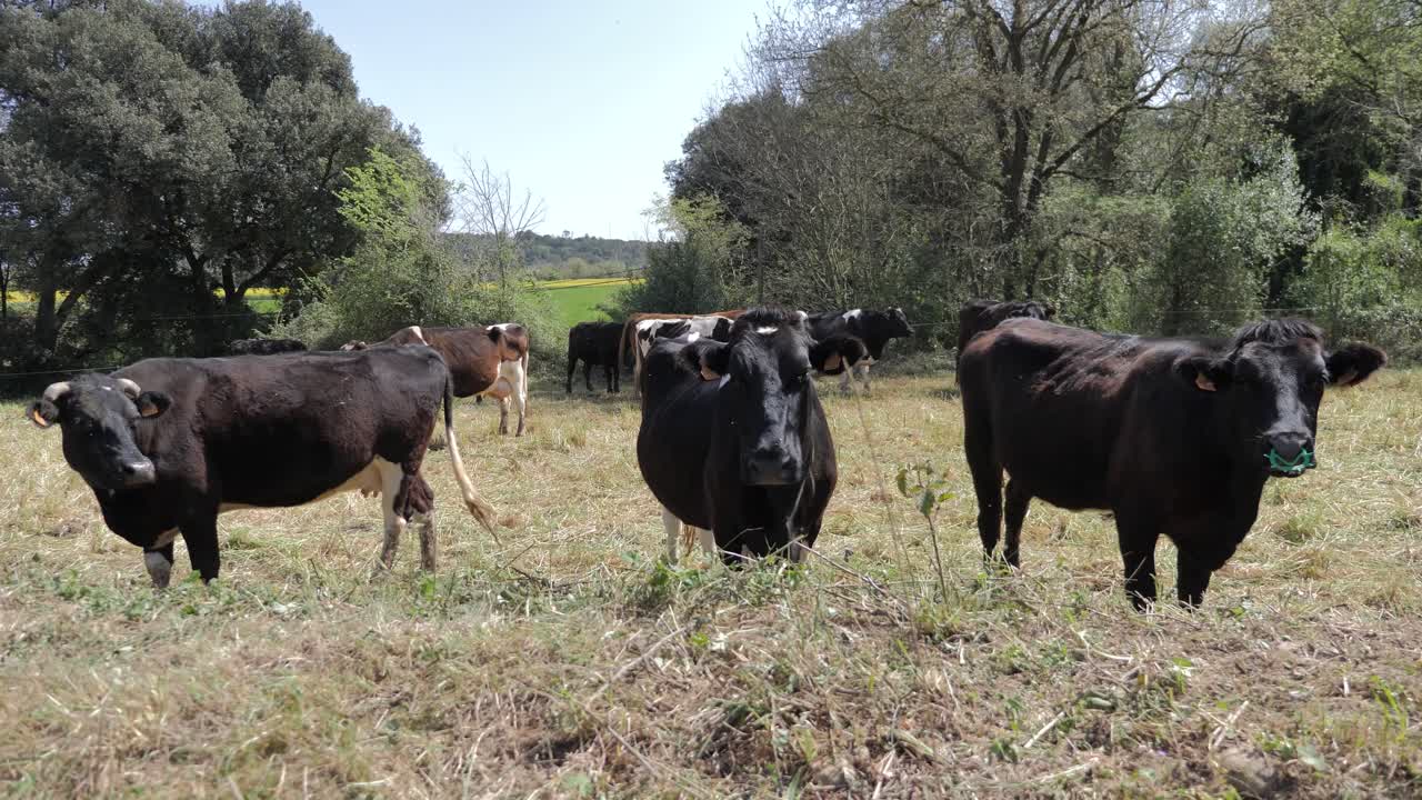 Le mucche pascolano in un campo