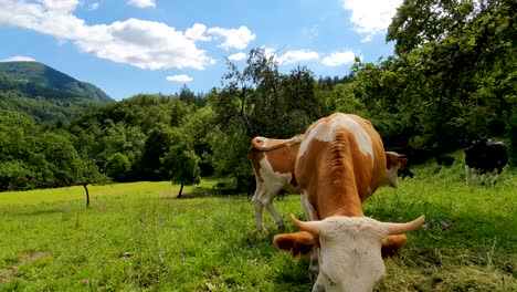 cows grazing in a meadow next to a forest and mountains in the background