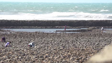 gente cosechando almejas frescas y deliciosas de marisco en la zona de marea pedregosa con rompeolas bajo un día caluroso y soleado en taiwán, asia