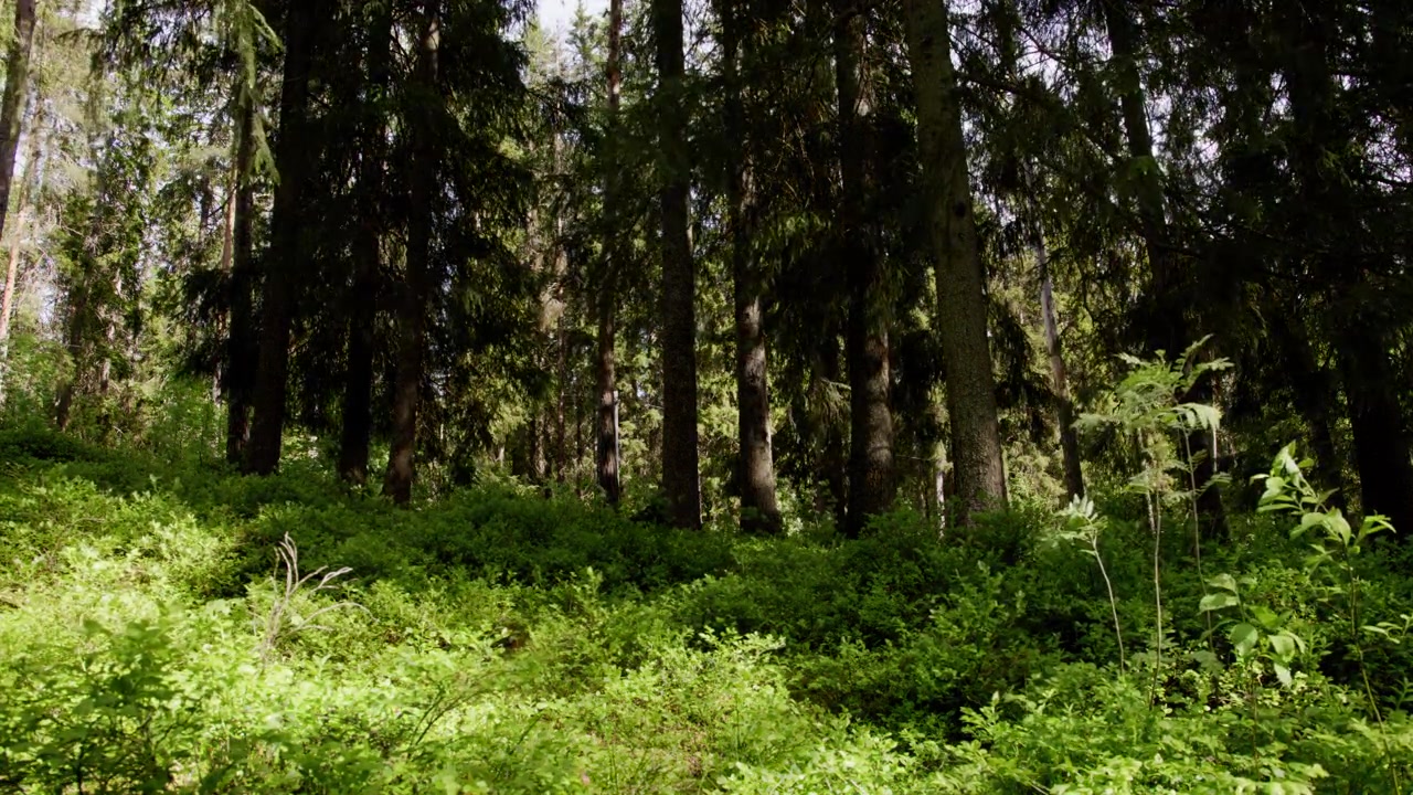 Fitta foresta con alti pini e sottobosco rigoglioso illuminata dal sole. Perfetto per documentari sulla natura o progetti ambientali.