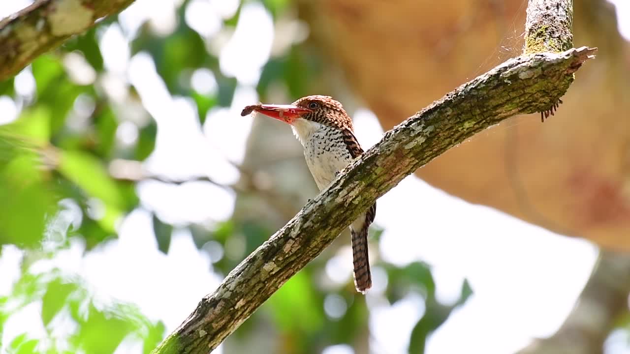 un martín pescador de árboles y una de las aves más hermosas que se encuentran en tailandia dentro de las selvas tropicales