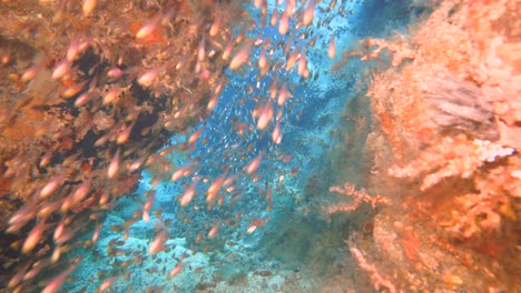 Un-Enjambre-De-Peces-De-Cristal-Nada-Hacia-La-Cámara-En-Una-Cueva-Submarina