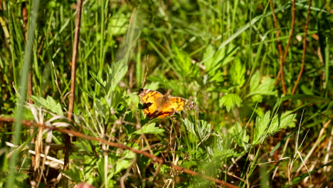 orange butterfly sits in dense grass during breeze in slow motion