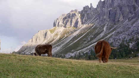 jak - vaca pastando en los hermosos alpes de italia en medio de las montañas filmada en 4k