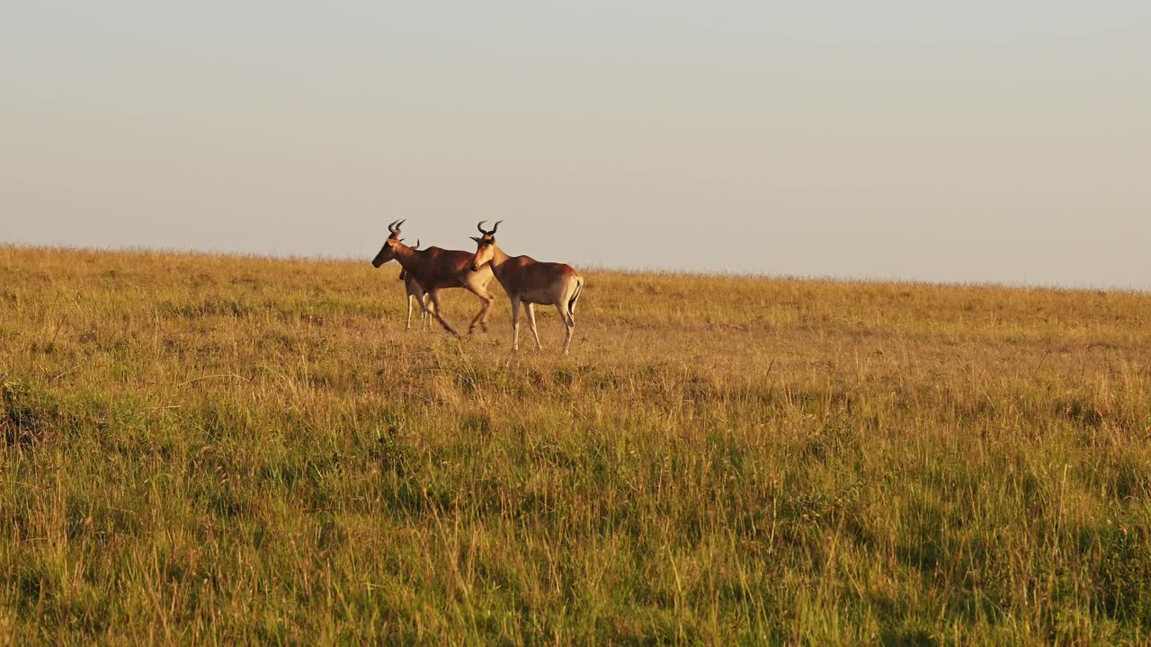 cámara lenta de hartebeest en áfrica, conduciendo a través de masai mara en un safari de vida silvestre africano, animales de masai mara en las llanuras de sabana y pastos de sabana en kenia