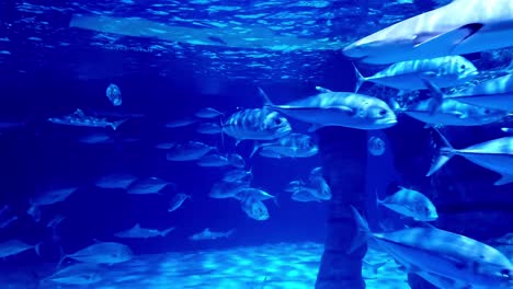 blacktip sharks or carcharhinus limbatus swimming among schools of bigeye trevally or caranx sexfasciatus inside a massive fish tank aquarium