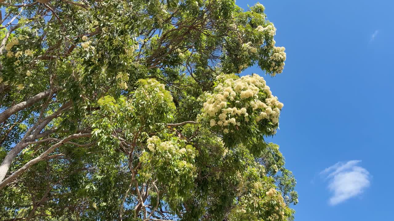 Inquadratura dal basso di fiori bianchi di eucalipto in fiore che ondeggiano delicatamente sotto un cielo luminoso