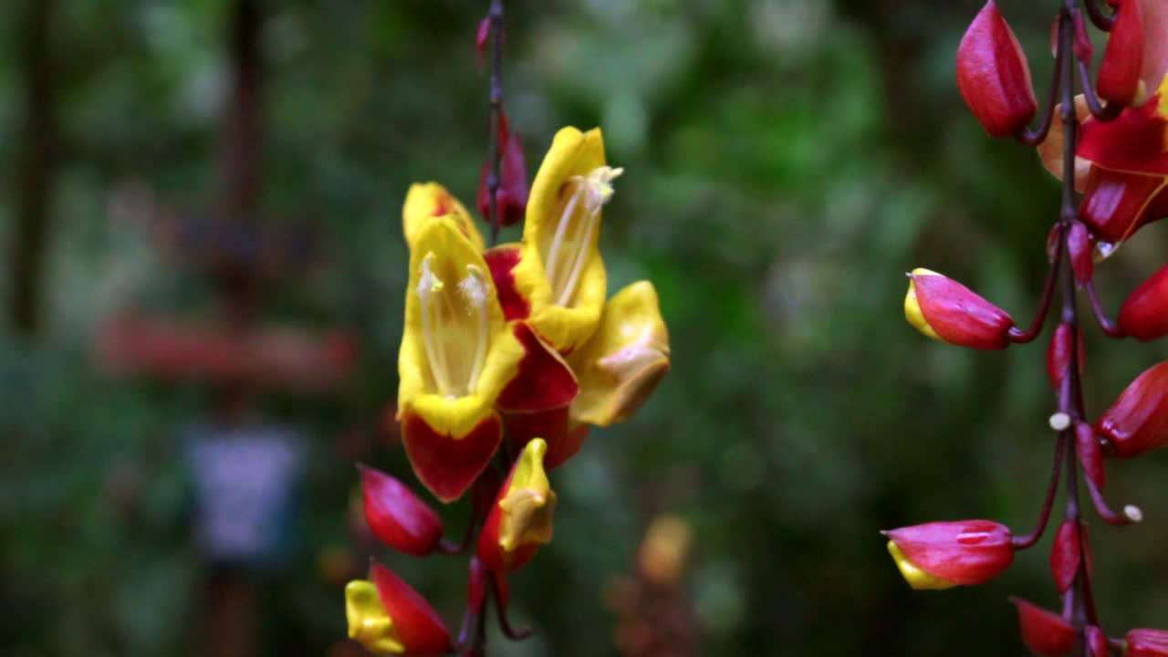 Bright yellow and red tropical flowers bloom in a lush, green natural setting with soft focus