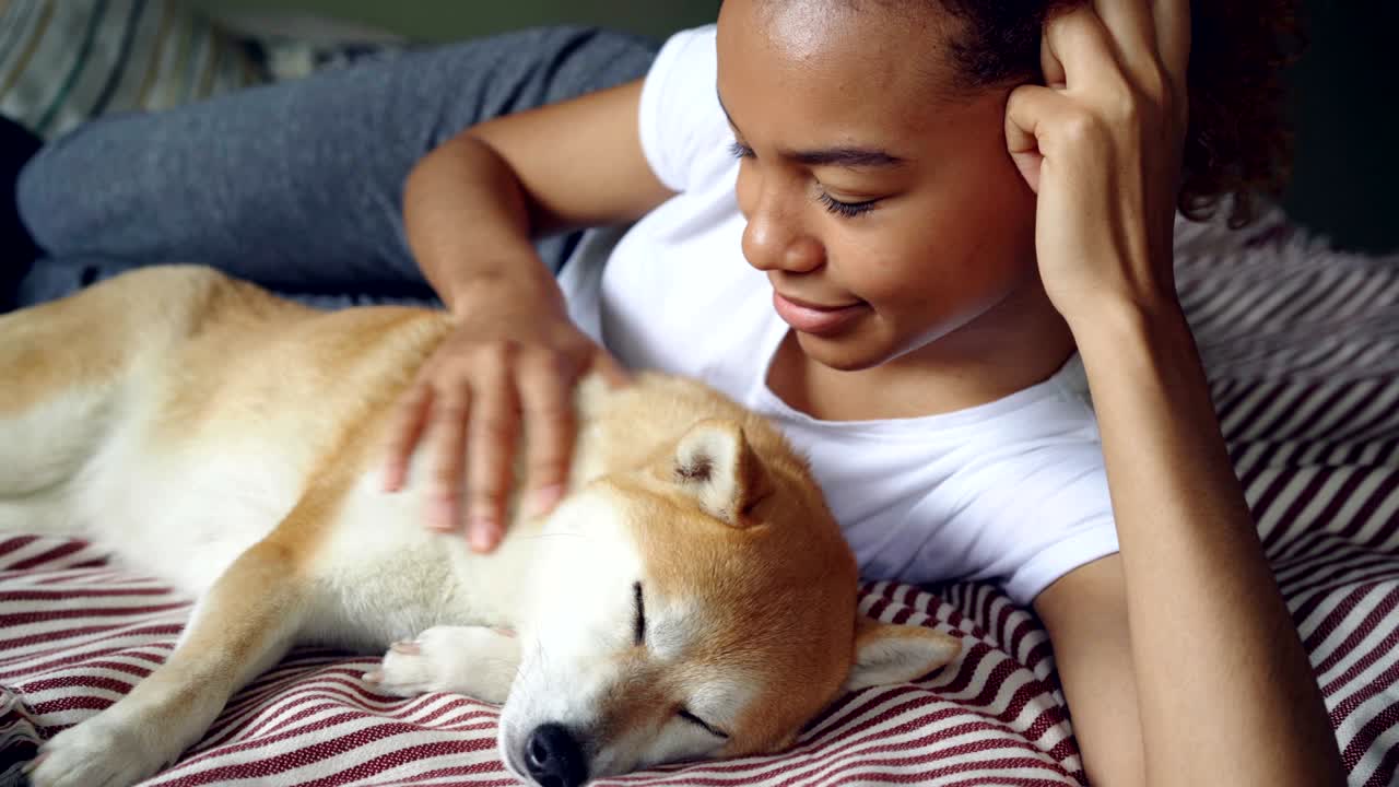 Lindo filhote de Shiba Inu desfrutando de amor e carinho enquanto sua carinhosa dona, uma atraente jovem afro-americana, o acaricia, olhando com ternura para seu adorável animal de estimação