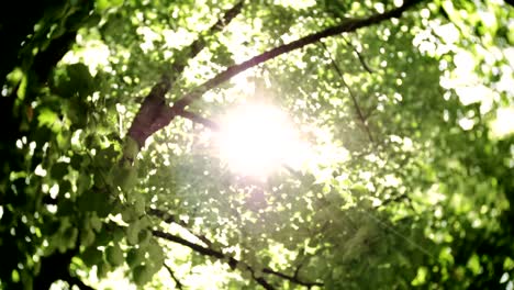 bokeh light from the sun through the leaves