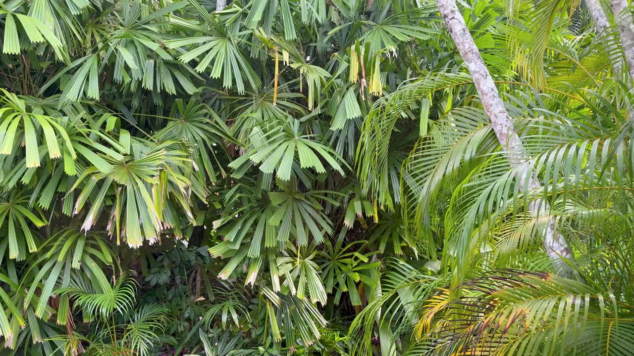 Camera smoothly opens wooden door, revealing vibrant Licuala spinosa palms in natural daylight