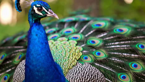 close-up of a vibrant peacock displaying its feathers