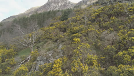 aerial drone shot panning up over yellow flowers showing robinson fell in buttermere lake district cumbria united kingdom