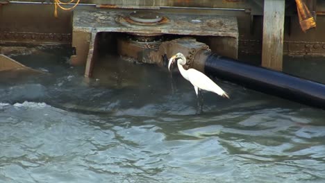 Silberreiher,-Der-Fische-An-Den-Hydraulischen-Toren-Der-Gatun-Schleusen-Fängt