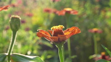 bright orange flower in the green grass in the garden