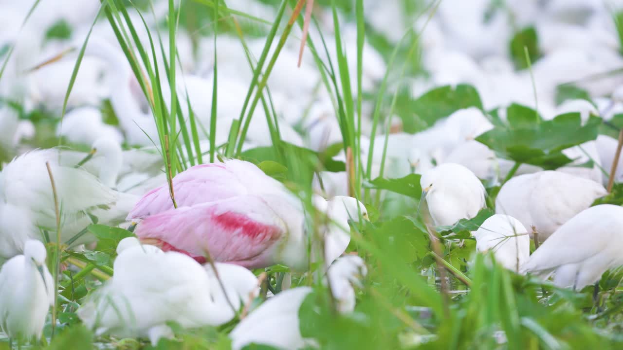 에버글레이즈 늪에서 장밋빛 저어새 먹이주기