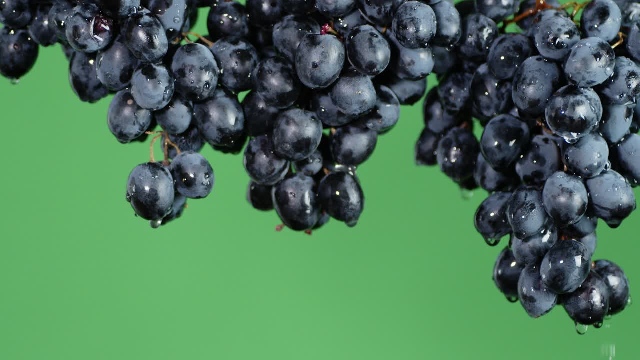 With bunches of ripe grapes dripping water.