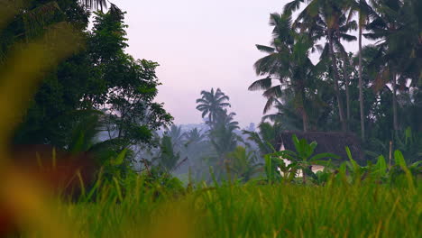 crop stalks of farming field near agrarian village in ubud palm jungle