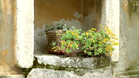 mediterranean plants in stone pots on the window sill of an old wall-closeup.