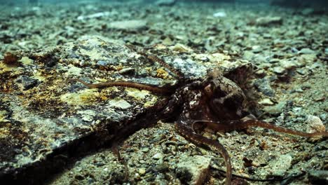 octopus south australia attack camera strange behaviour 4k slow motion