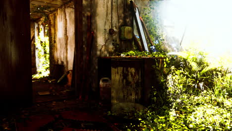 ruined abandoned overgrown by plants interior