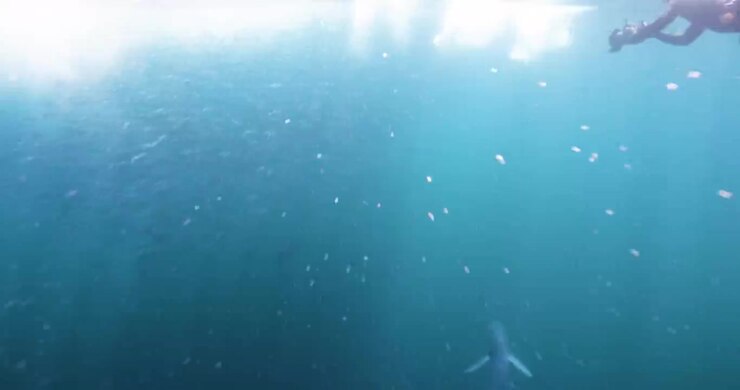A vast cloud of baitfish forms a dense moving mass in turquoise ocean water beneath bright surface glare with striped marlins hunting them