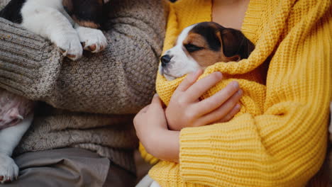 young people in warm clothes holding beagle puppies in their arms