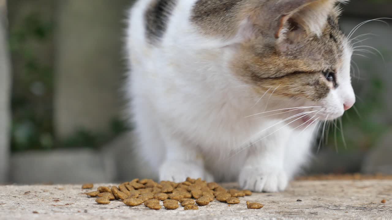 Katze frisst Futter