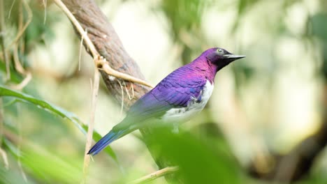 close up shot of male violet-backed starling sitting on branch and flying down