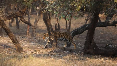 Una-Toma-Amplia-Siguiendo-A-Un-Tigre-De-Bengala-Adulto-Mientras-Se-Mueve-Por-El-Bosque-En-Luz-Dorada