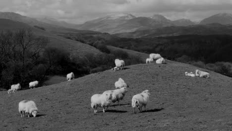 Schafe-Auf-Hügel-Mit-Bergen-Im-Hintergrund,-Nordwales-Im-Vereinigten-Königreich