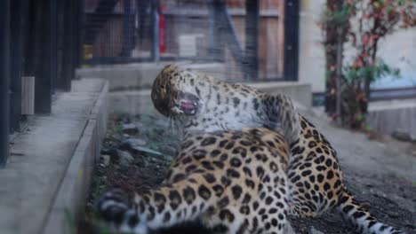 toma en cámara lenta de dos leopardos peleando entre sí en su recinto