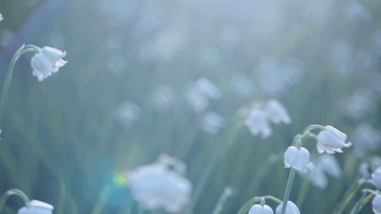 繊細な白い花がそっと揺れるクローズアップ動画。落ち着いた雰囲気を出すため、目線の高さで撮影されています。
