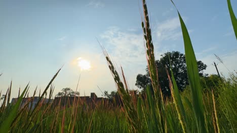 static shot of red rice crop at the sunset which grows naturally in ponds created by rain without sowing,