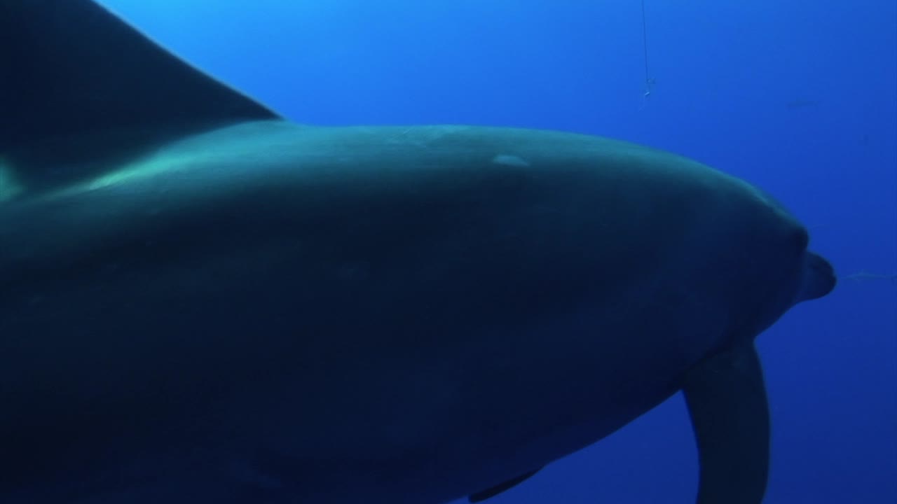 grupo de delfines nariz de botella, tursiops truncatus se acercan en aguas azules claras del océano pacífico sur y se acercan a la cámara