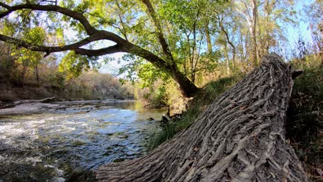 panning a sinistra oltre il grande tronco caduto verso un grande albero a strapiombo che è posizionato su un'ampia sezione di torrente che scorre veloce