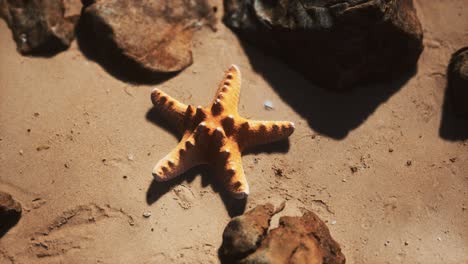 Starfish-on-sandy-beach-at-sunset