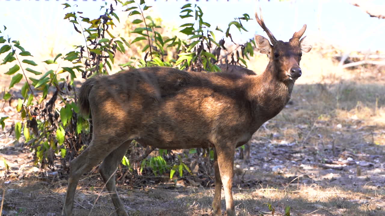 Javan Rusa Deer Standing Under The Shade On A Sunny Day In Bali, Indonesia. medium shot