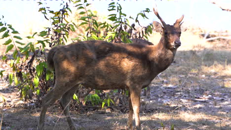 javan rusa deer standing under the shade on a sunny day in bali, indonesia. medium shot