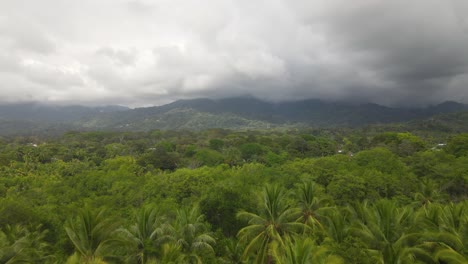 drone shot of palm trees and green costa rican environment