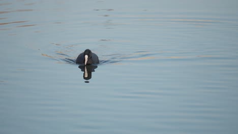 Common-Coot-swims-on-the-lake-reflected-in-still-water-in-the-winter-evening