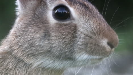 a wild cottontail rabbit observing the world and ready to flee at the first hint of danger