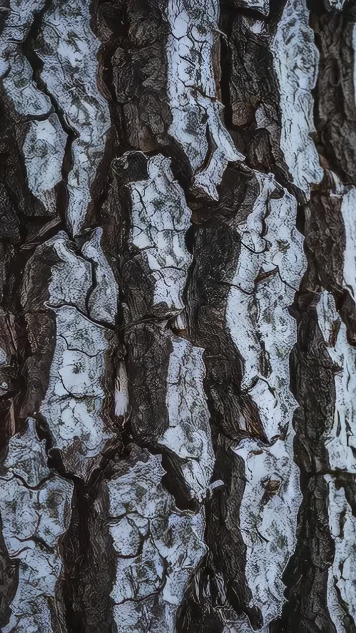 Vertical video: Panning camera showing grooved bark in park, showing moss, white flakes for detail