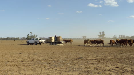 Agricultor-Alimentando-Ganado-Heno-Fuera-Del-Remolque-Durante-Una-Sequía