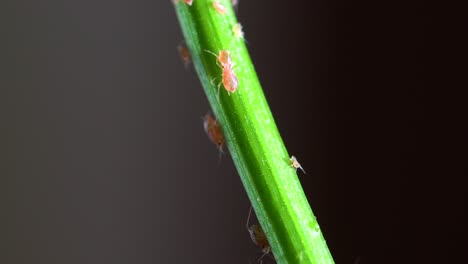 pink aphids moving nervously up and down the green stem