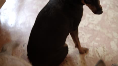 bebé lobo de madera lamiendo y jugando con su amigo