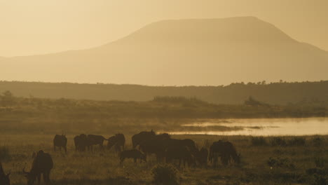 herd of wildebeest at sunrise on the african savanna